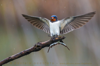 Barn Swallow (Hirundo rustica)