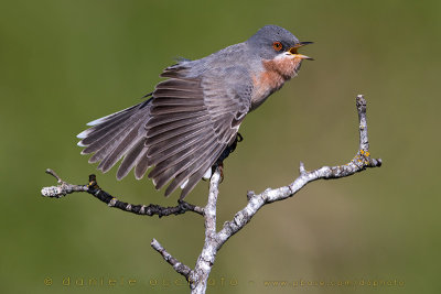 Moltoni's / Eastern Subalpine Warbler (Sylvia subalpina / Sylvia cantillans cantillans)