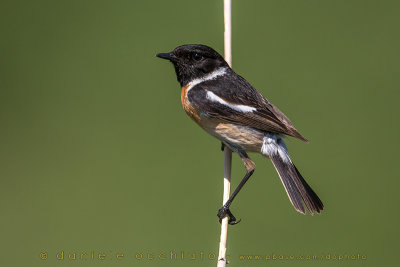 European Stonechat (Saxicola rubicola)