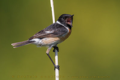 European Stonechat (Saxicola rubicola)