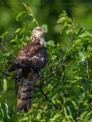 Honey Buzzard (Pernis apivorus)