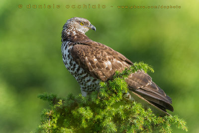 Honey Buzzard (Pernis apivorus)