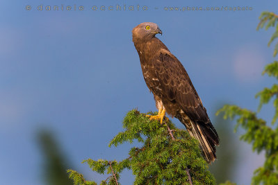 Honey Buzzard (Pernis apivorus)