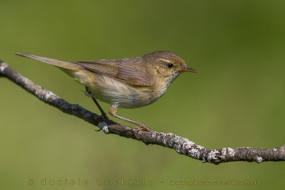 Chiffchaff (Phylloscopus collybita)