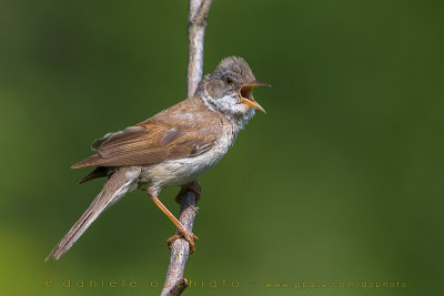 Common Whitethroat (Sylvia communis)