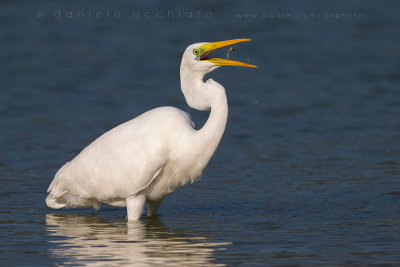 Great White Egret (Ardea alba)