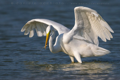 Great White Egret (Ardea alba)