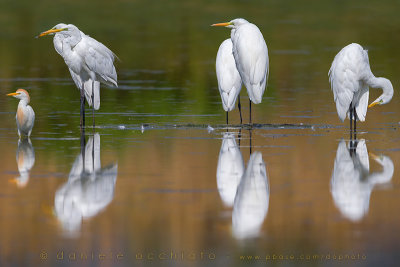 Great White Egret (Ardea alba)