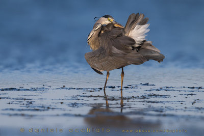 Grey Heron (Ardea cinerea)