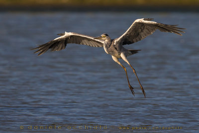 Grey Heron (Ardea cinerea)