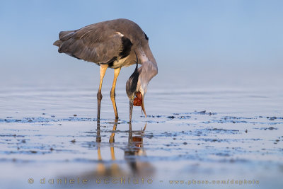 Grey Heron (Ardea cinerea)