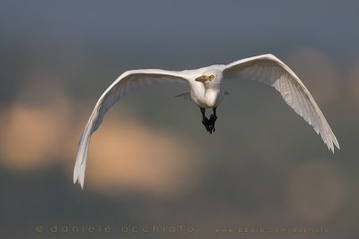 Cattle Egret (Bubulcus ibis)