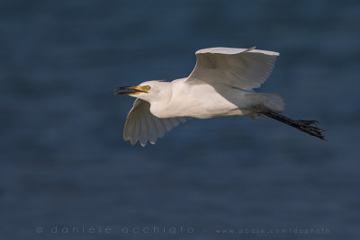 Cattle Egret (Bubulcus ibis)