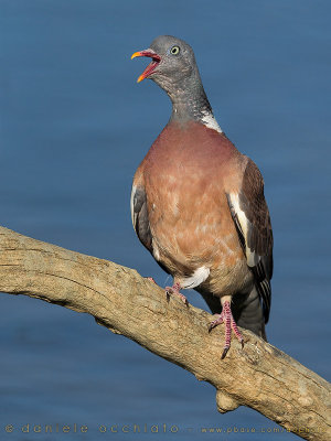 Woodpigeon (Columba palumbus)