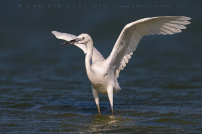 Little Egret (Egretta garzetta)