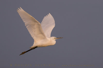 Little Egret (Egretta garzetta)