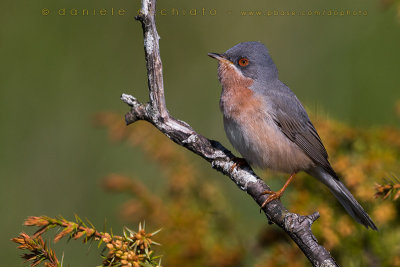 Moltoni's / Eastern Subalpine Warbler (Sylvia subalpina / Sylvia cantillans cantillans)