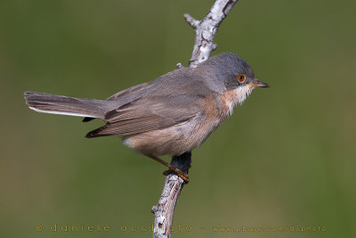 Eastern Subalpine Warbler (Sylvia cantillans cantillans)