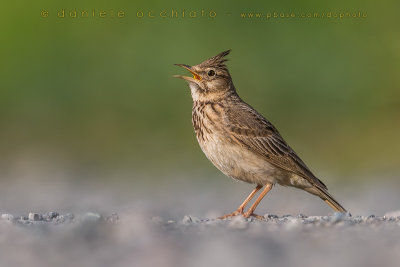 Crested Lark (Galerida cristata naumanni)