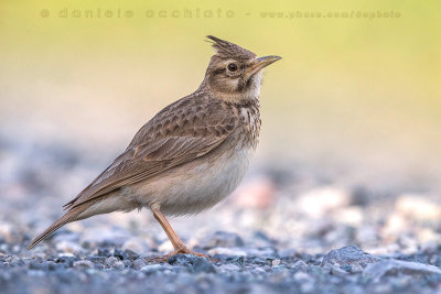 Crested Lark (Galerida cristata naumanni)