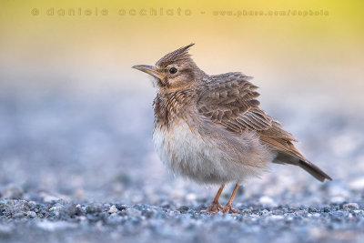 Crested Lark (Galerida cristata naumanni)