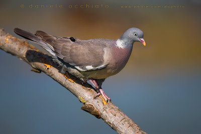 Woodpigeon (Columba palumbus)