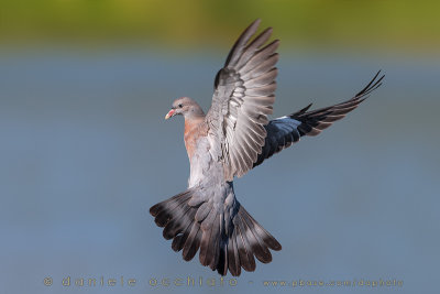 Woodpigeon (Columba palumbus)