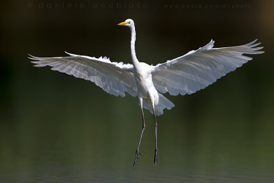 Great White Egret (Ardea alba)