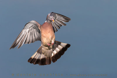 Woodpigeon (Columba palumbus)