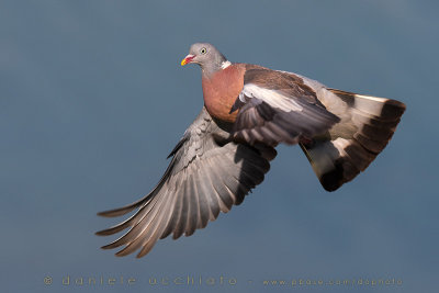 Woodpigeon (Columba palumbus)