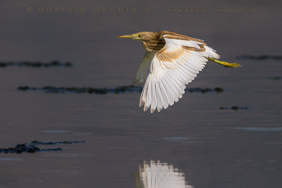 Squacco Heron (Ardeola ralloides)