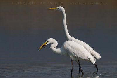 Great White Egret (Ardea alba)