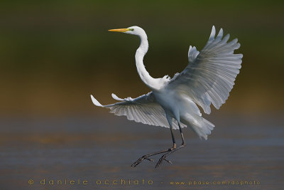 Great White Egret (Ardea alba)