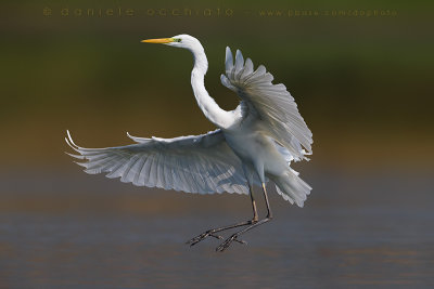 Great White Egret (Ardea alba)