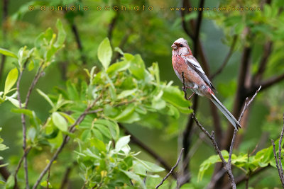 Long-tailed Rosefinch (Uragus sibiricus)