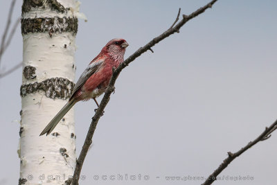 Long-tailed Rosefinch (Uragus sibiricus)