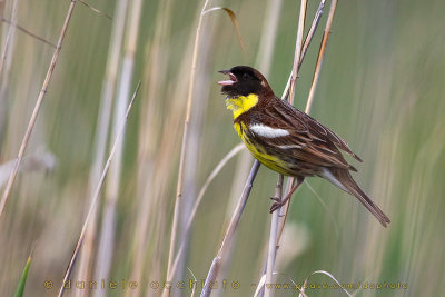 Yellow-breasted Bunting (Emberiza aureola)