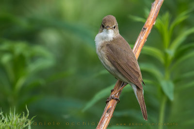 Blyth's Reed Warbler (Acrocephalus dumetorum)