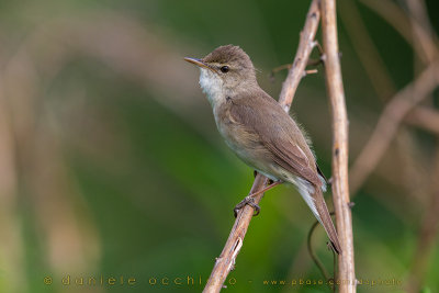 Blyth's Reed Warbler (Acrocephalus dumetorum)