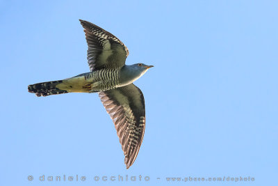 Oriental Cuckoo (Cuculus optatus)