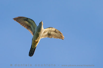 Oriental Cuckoo (Cuculus optatus)