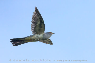 Oriental Cuckoo (Cuculus optatus)