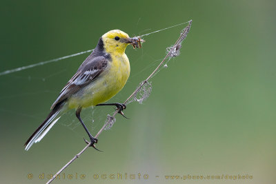 Citrine Wagtail (Motacilla citreola werae)