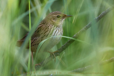 Lanceolated Warbler (Locustella lanceolata)