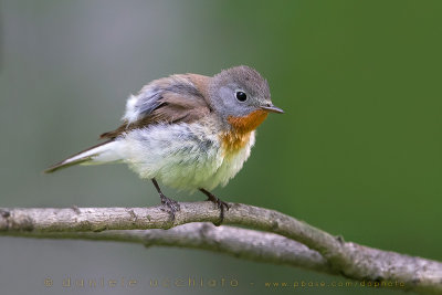 Red-breasted Flycatcher (Ficedula parva)