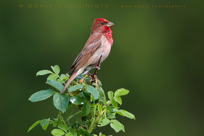 Scarlet Rosefinch (Carpodacus erythrynus)