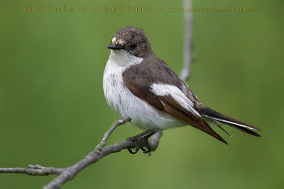 Pied Flycatcher (Ficedula hypoleuca)