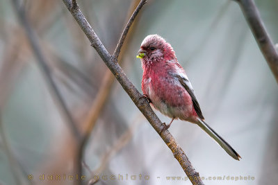 Long-tailed Rosefinch (Uragus sibiricus)