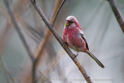 Long-tailed Rosefinch (Uragus sibiricus)