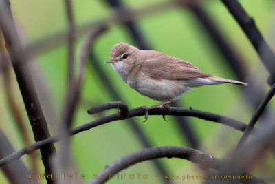 Booted Warbler (Iduna caligata)